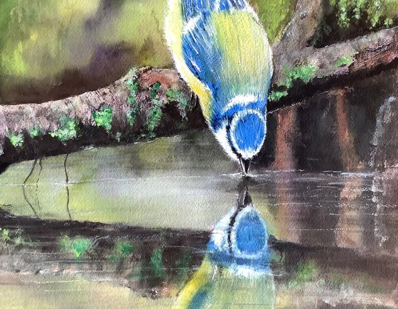 Blue tit