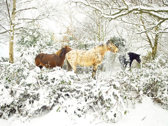 SNOWY APPALOOSA