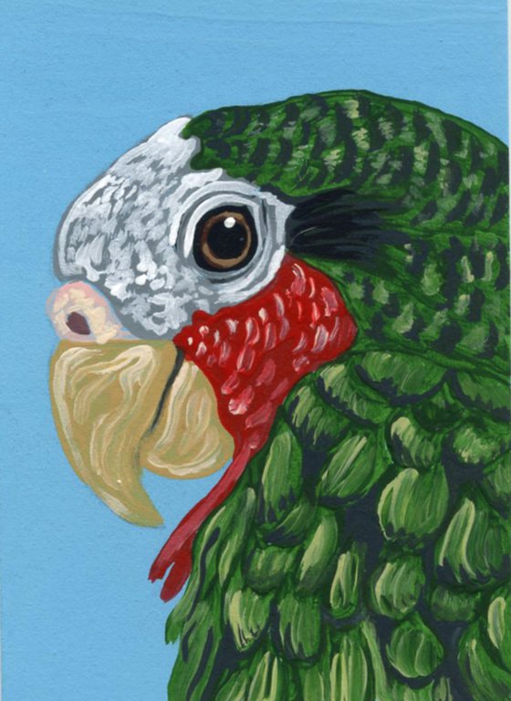 ACEO ATC Original Miniature Painting Cuban Amazon Parrot Pet Bird Art-Carla Smale