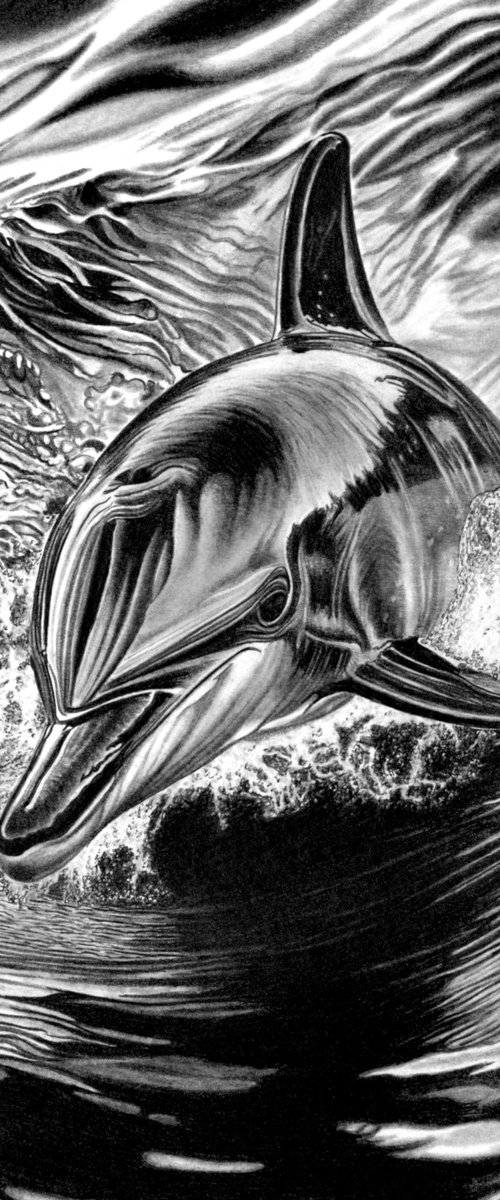 Bottlenose Dolphin by Paul Stowe