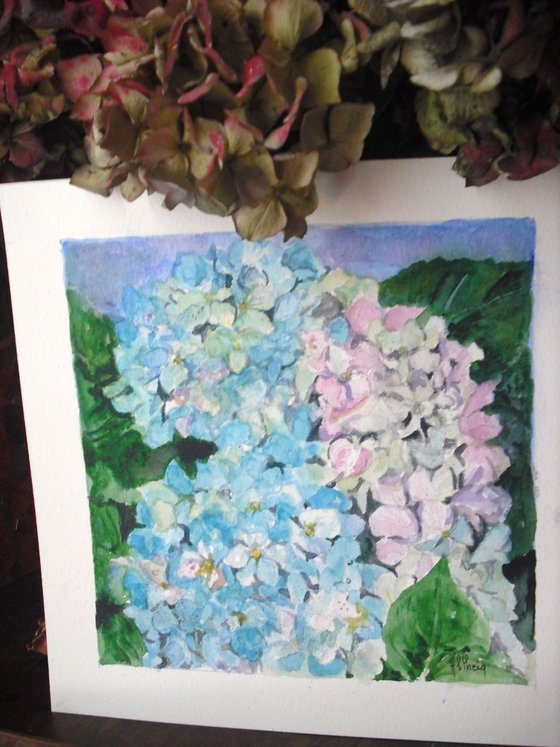 Hortensia - Hydrangea