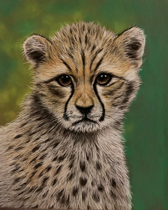 Cheetah cub