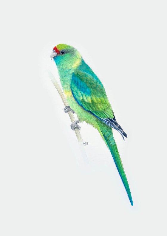 Mallee Parrot