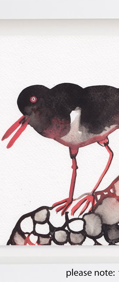 Oyster Catcher by Suzie Cumming