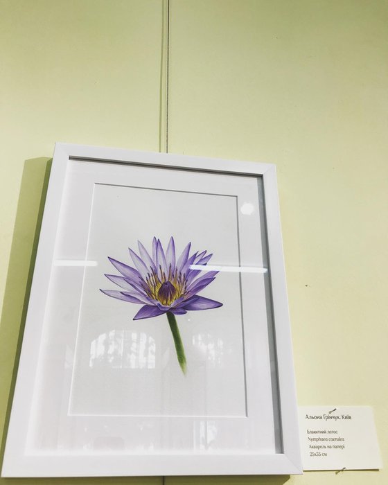 Nymphaea caerulea (Blue Lotus)