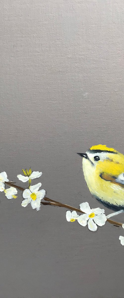 Gold Crest on Cherry Blossom by Laure Bury