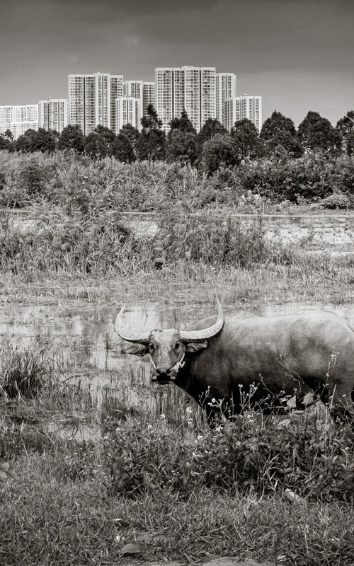 Urban Water Buffalo I by Serge Horta