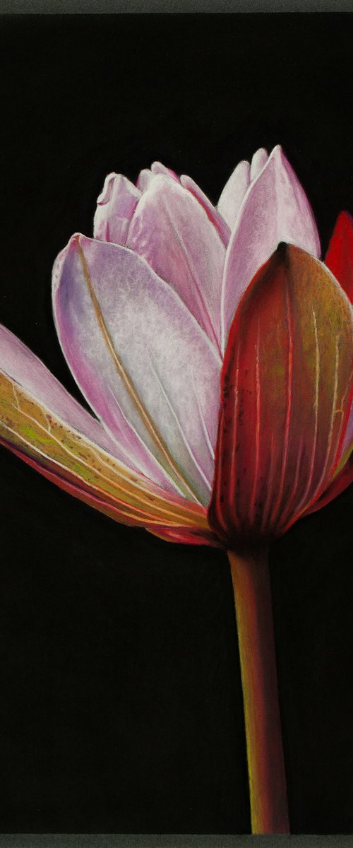 Pink Lotus by Dietrich Moravec