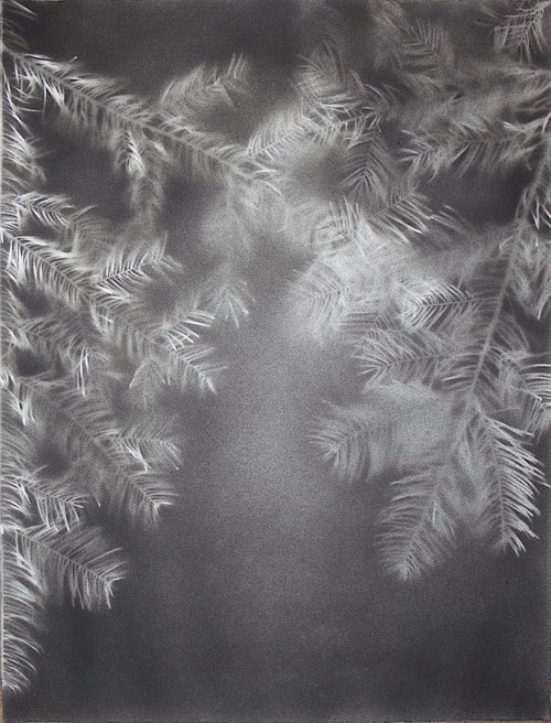 Abies alba III (Silver fir) by Laura Stötefeld