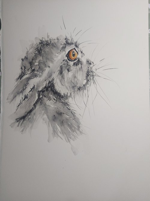 Hare - side view by Sue  Green