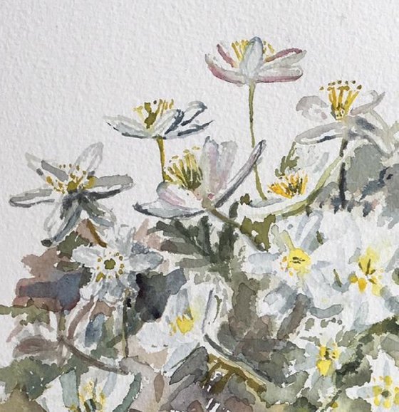 Reaching for the light, Wood Anemones