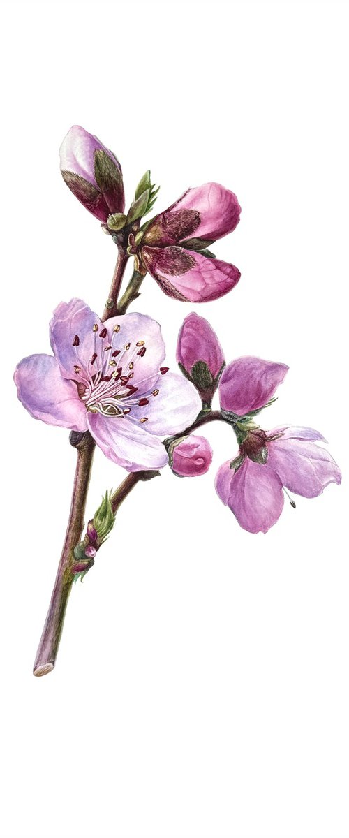 Flowering branch_Peach Painting by Yuliia Prokopchuk