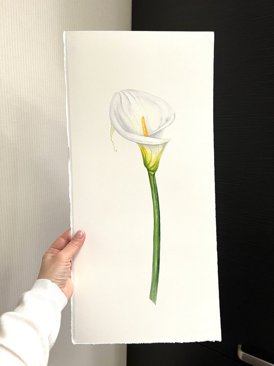 Zantedeschia white. Original watercolor artwork.