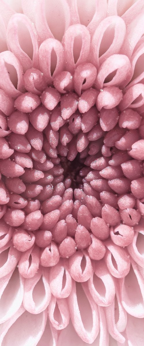 PINK VORTEX OF BLOOM by Inna Etuvgi