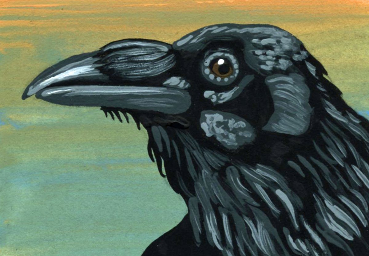 ACEO ATC Original Miniature Painting Crow Raven Bird Wildlife Art-Carla Smale by carla smale