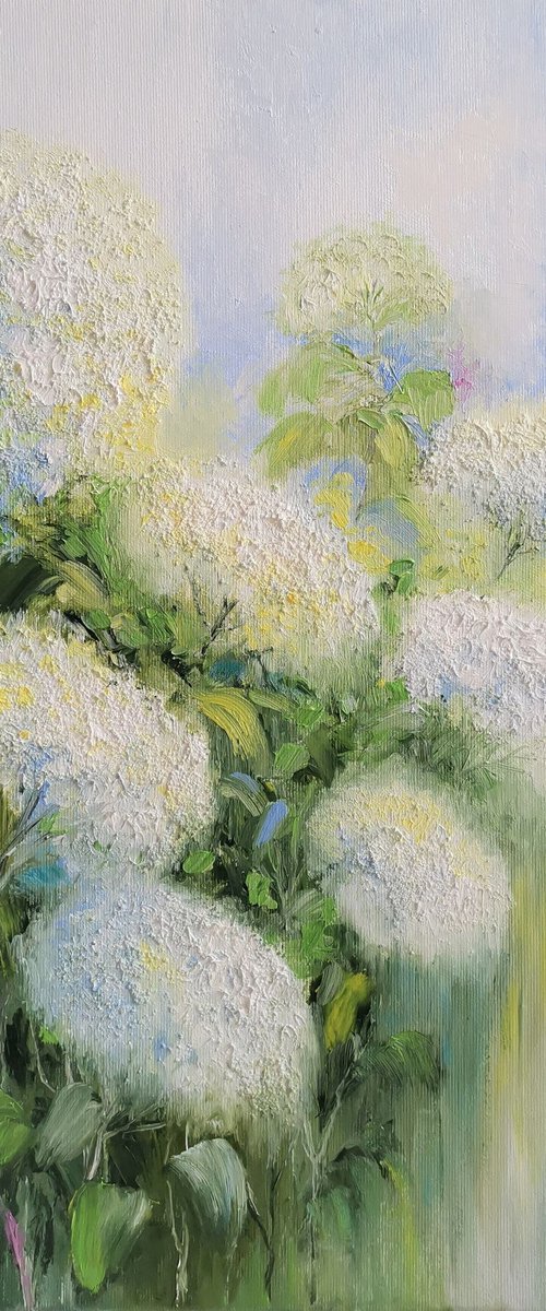 White hydrangeas by Elena Mosurak