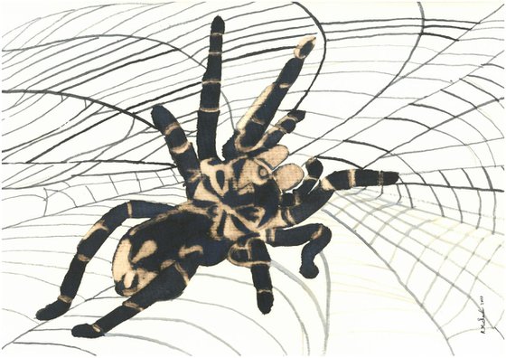 Spider I Animal Drawing