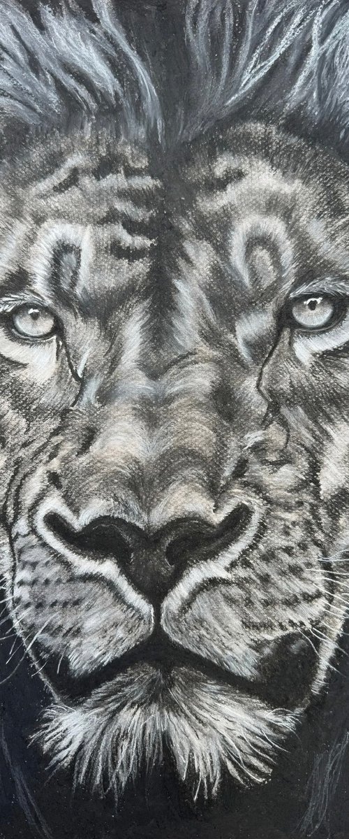 Lion by Adam Jones