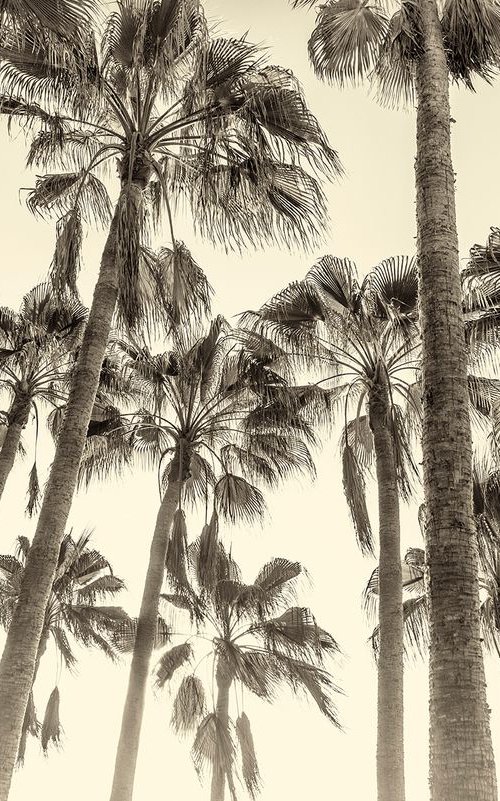 CANARY ISLAND PALM TREES. by Andrew Lever