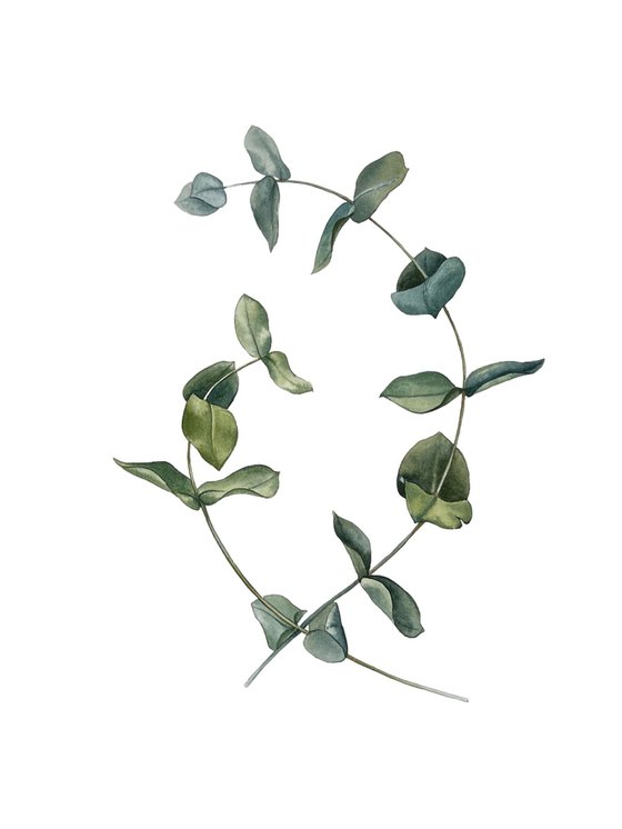 Two eucalyptus branches.