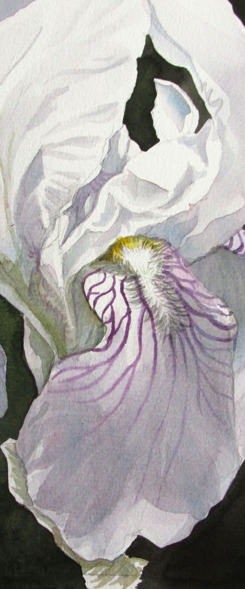 a painting a day #41 "iris in white" by Alfred  Ng