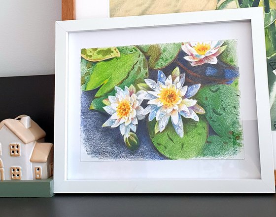 Waterlilies