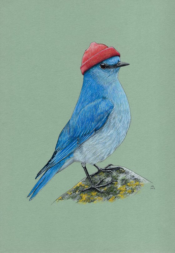 Original pastel drawing bird "Mountain bluebird"