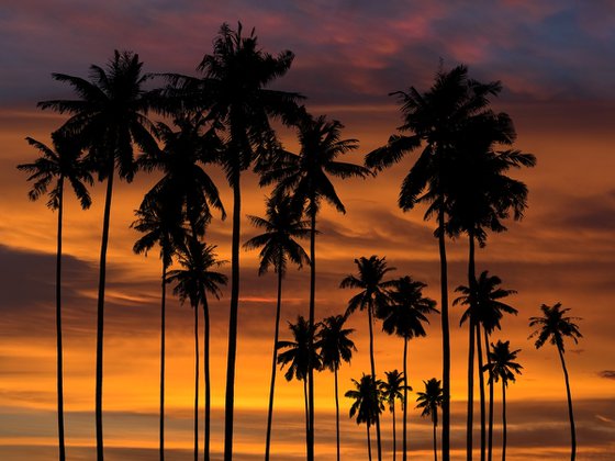 Sunset palm trees