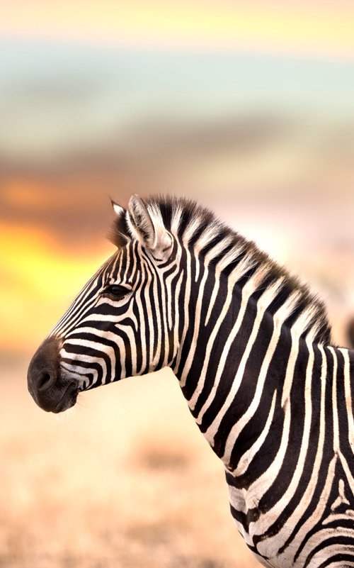 Zebras at sunset by Ozkan Ozmen