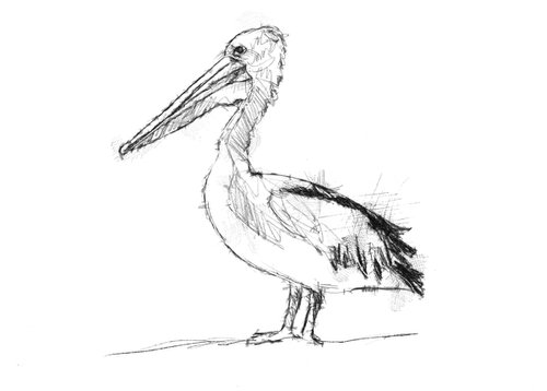 Pelican by Sean Briggs