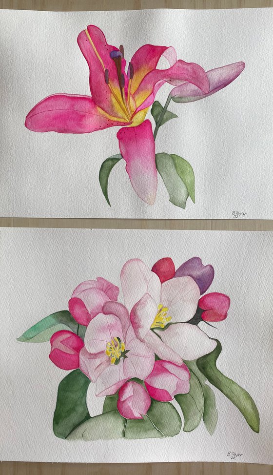 Apple blossom watercolour painting