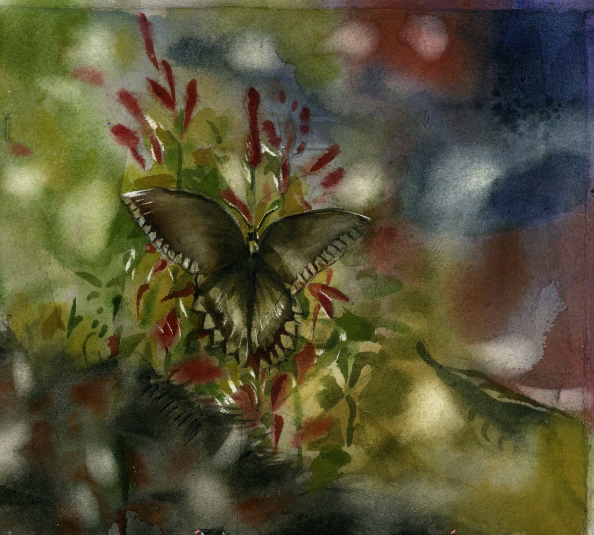 Autumn butterfly by Alfred  Ng