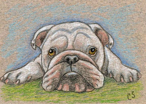 ACEO ATC Original Drawing English Bulldog Pet Dog Art-Carla Smale