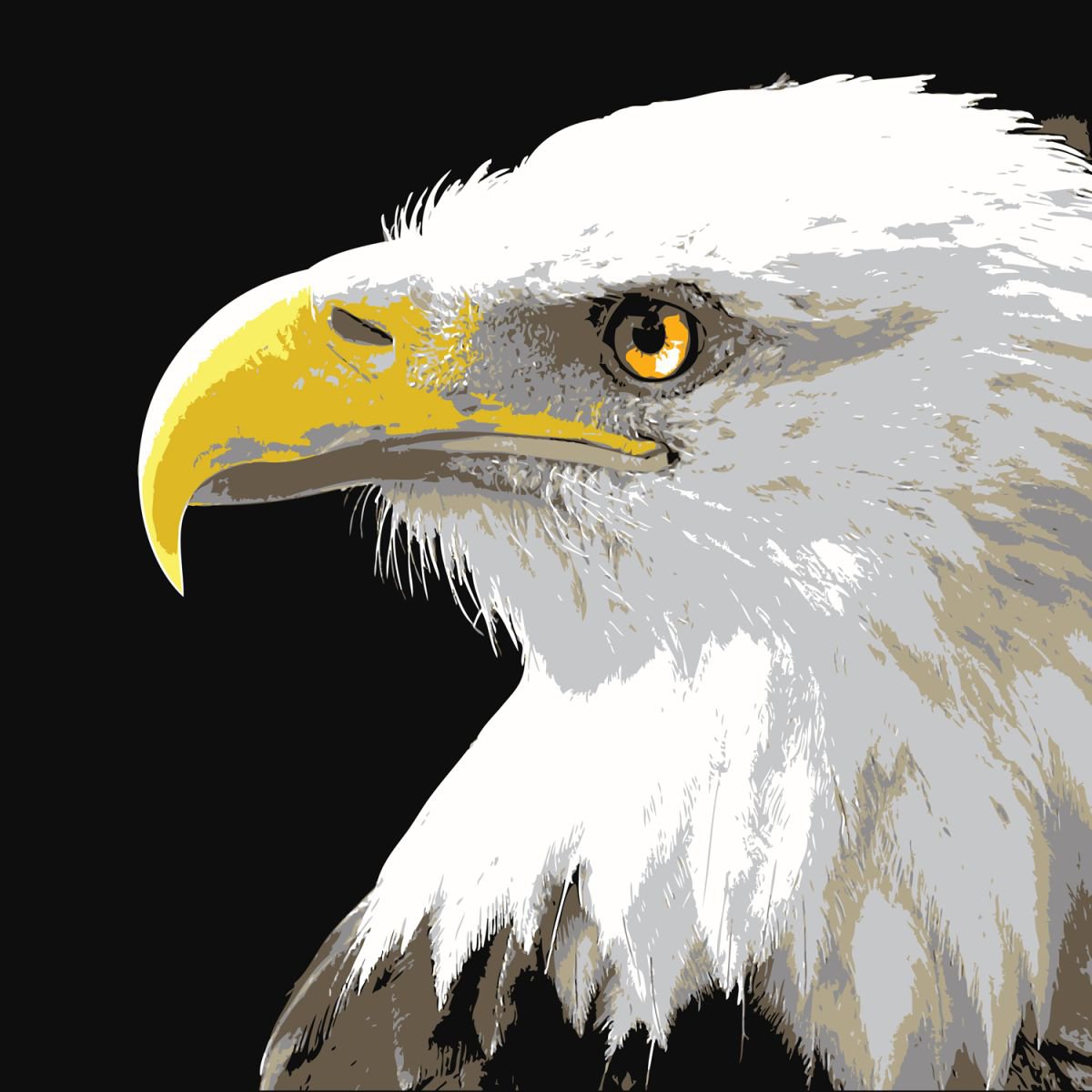 Bald Eagle by Keith Dodd
