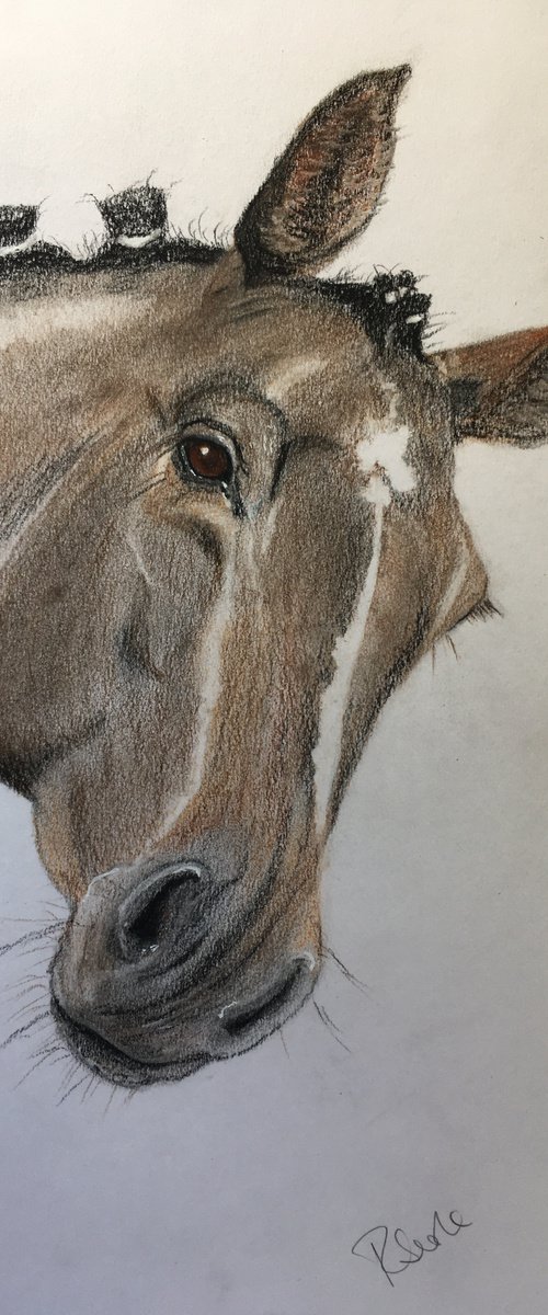 Curious Horse by Ruth Searle