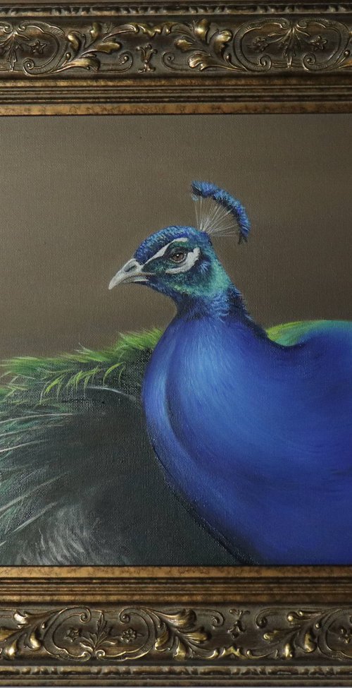 Peacock Turning by Alex Jabore