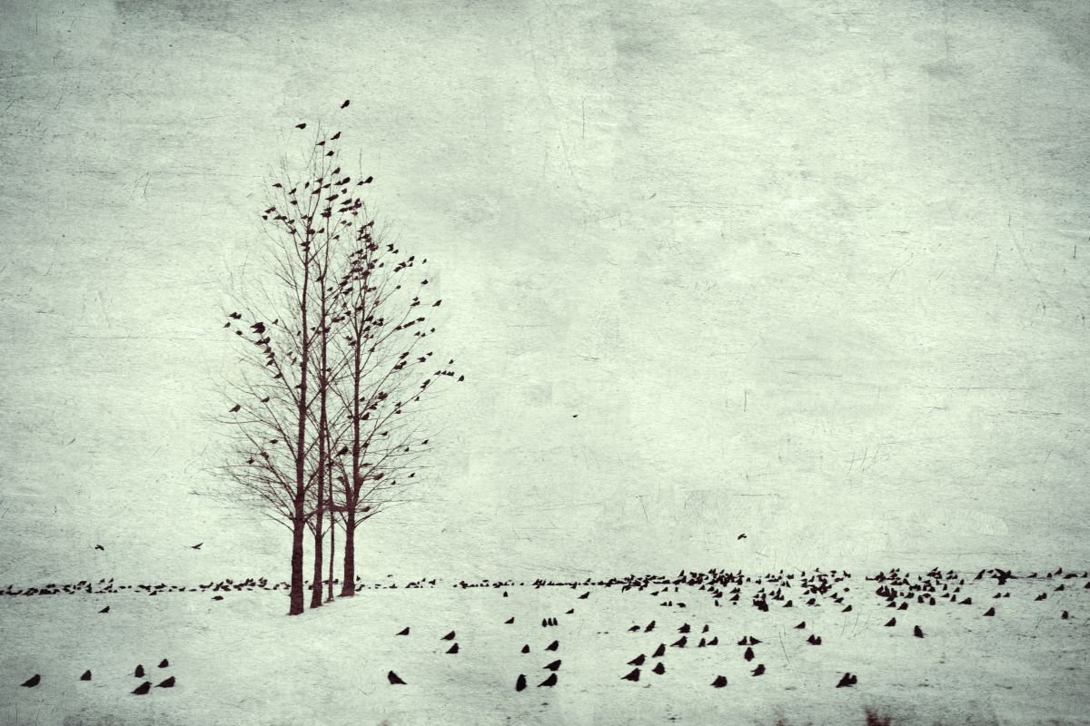 Winter Birds Chrome by Nadia  Attura