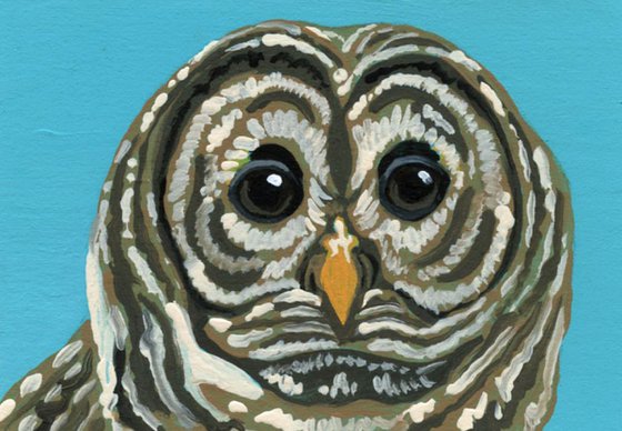 ACEO ATC Original Painting Barred Owl Bird Wildlife Art-Carla Smale