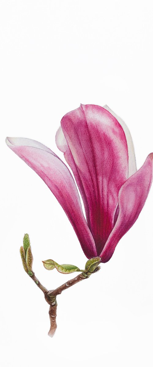 Magnolia blossom. Opening of the flover. Original watercolor artwork. by Nataliia Kupchyk