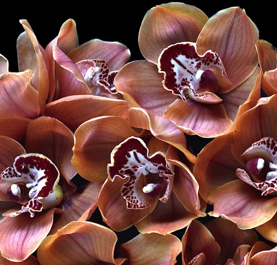 Cymbidium Orchids