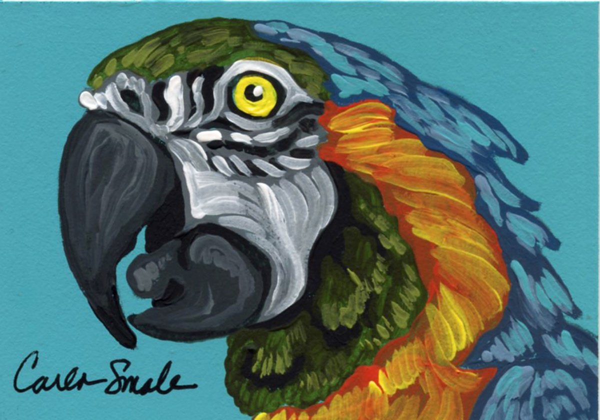 Macaw Parrot by Carla Smale