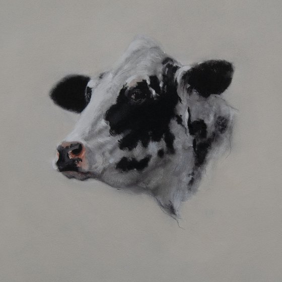 Cow Portrait