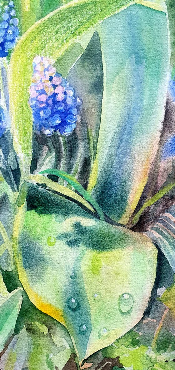 Spring Awakening Blue Muscari in Watercolor