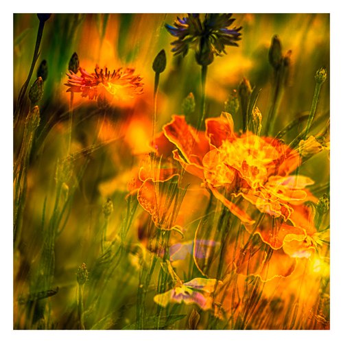 Summer Meadows #7. Limited Edition 1/25 12x12 inch Abstract Photographic Print. by Graham Briggs