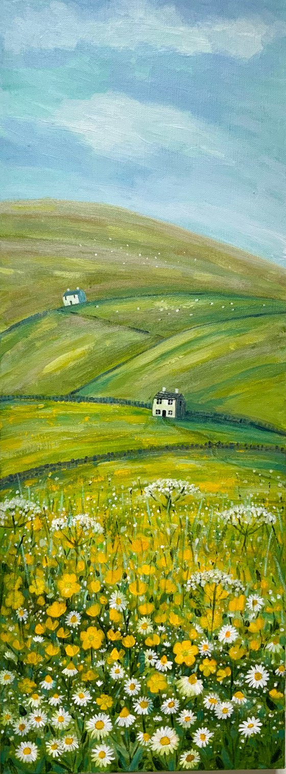 Buttercup Fields, landscape, Yorkshire, dales, countryside