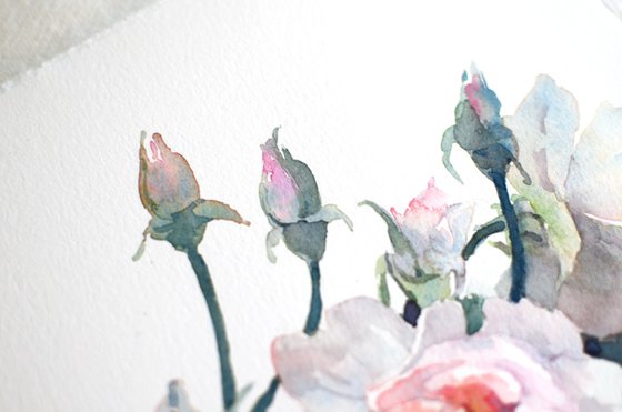 Watercolor roses on white