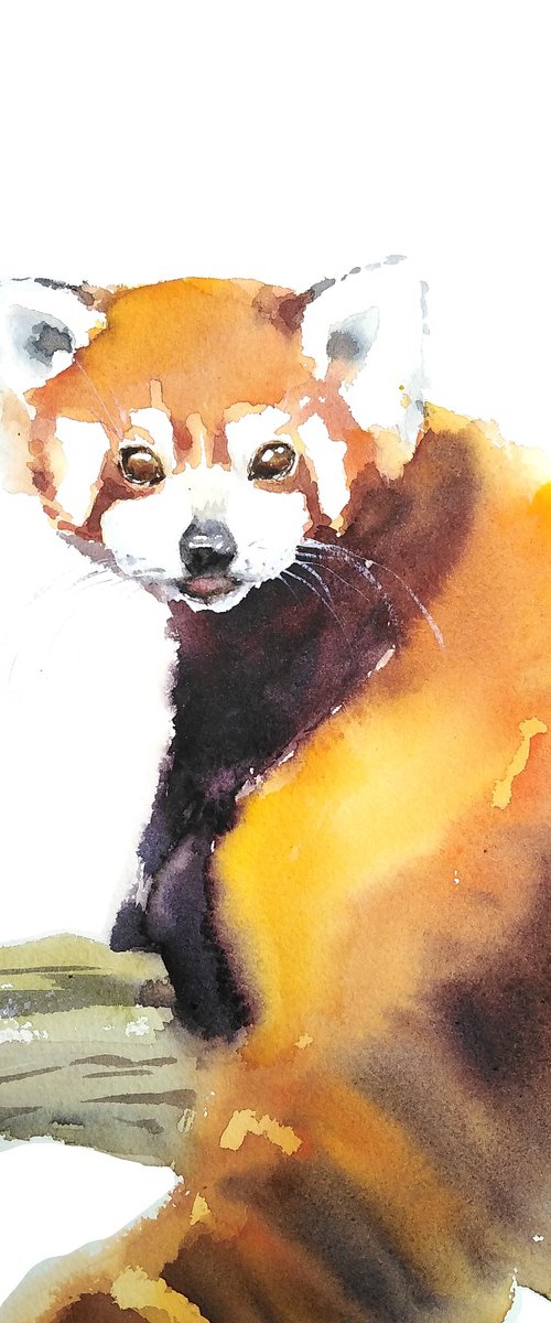 Red panda bear artwork, watercolor illustration by Tanya Amos