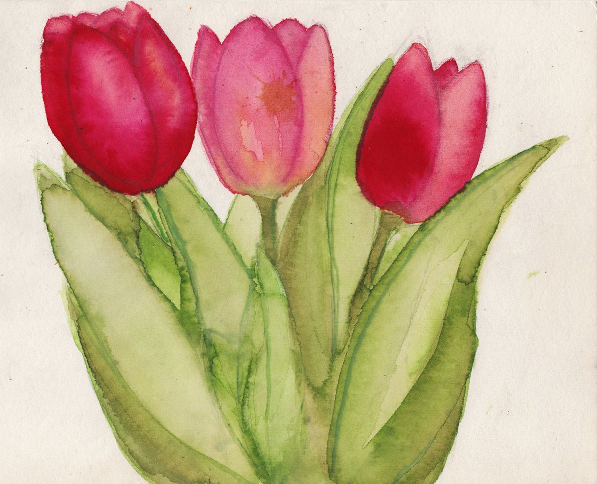 Three tulips by Mia