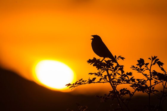 Photography | Birds | Emberiza calandra