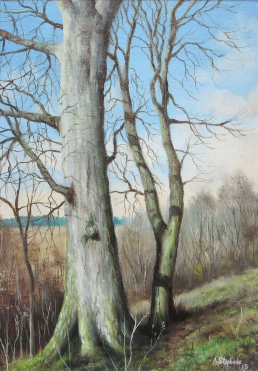 Trees in St Andrews Den by Alan Stephens
